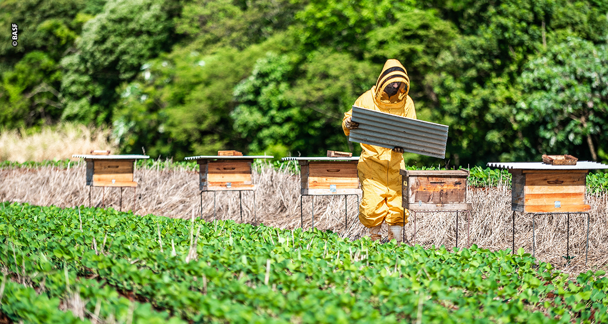 BASF lança projeto que une sojicultores e apicultores para impulsionar agricultura sustentável no Pampa Gaúcho