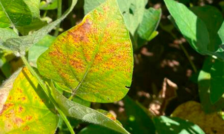 Doenças iniciais da soja colocam em risco o potencial produtivo de toda a safra