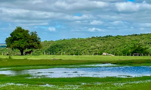Embrapa Pecuária Sul orienta produtores sobre manejo do campo nativo após o retorno das chuvas