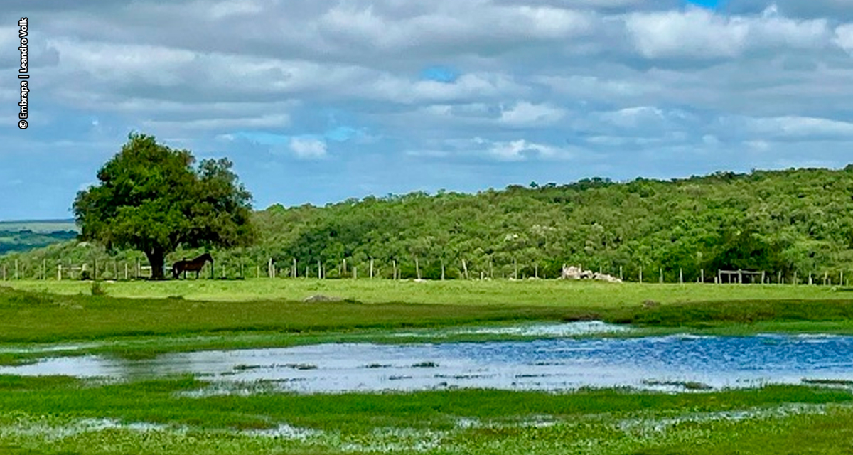 Embrapa Pecuária Sul orienta produtores sobre manejo do campo nativo após o retorno das chuvas