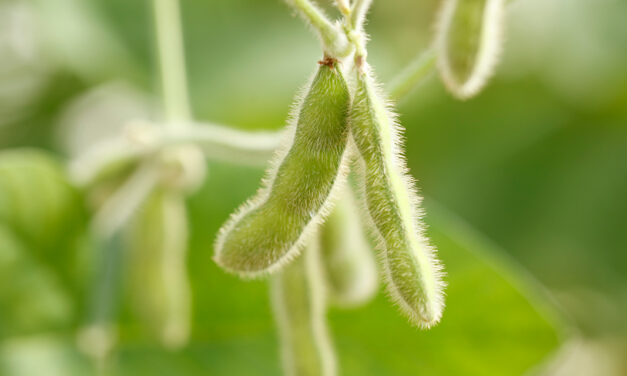 Uso combinado de biológicos e fertilizantes amplia produtividade no campo, mas exige atenção à compatibilidade