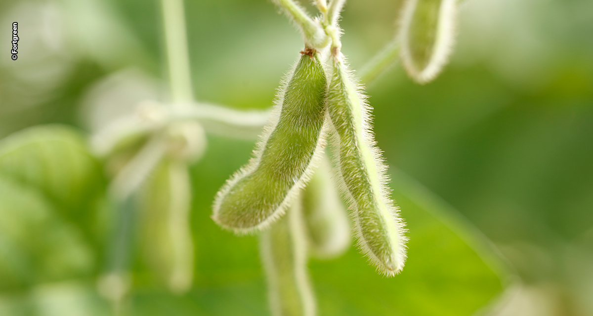 Uso combinado de biológicos e fertilizantes amplia produtividade no campo, mas exige atenção à compatibilidade