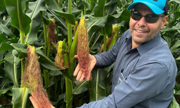 Cuidado constante com o solo é um dos segredos do campeão nacional de produtividade do milho