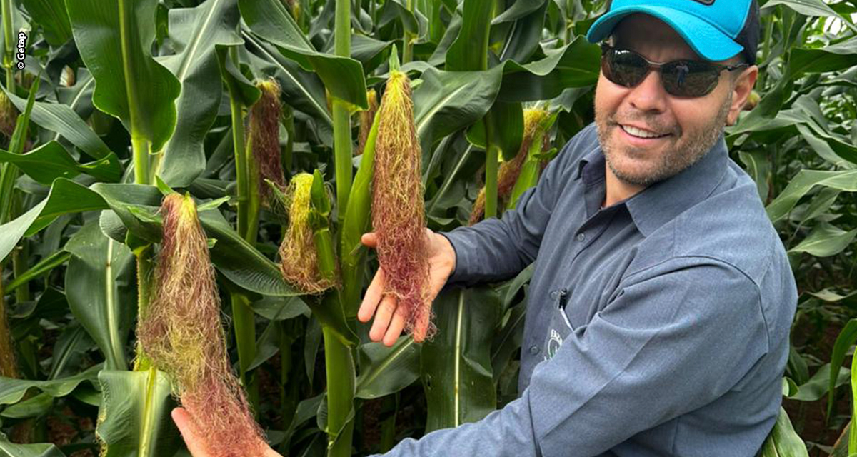 Cuidado constante com o solo é um dos segredos do campeão nacional de produtividade do milho