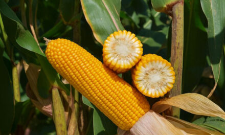 Forseed aposta no FS695 para liderar a nova fase da safrinha em Mato Grosso