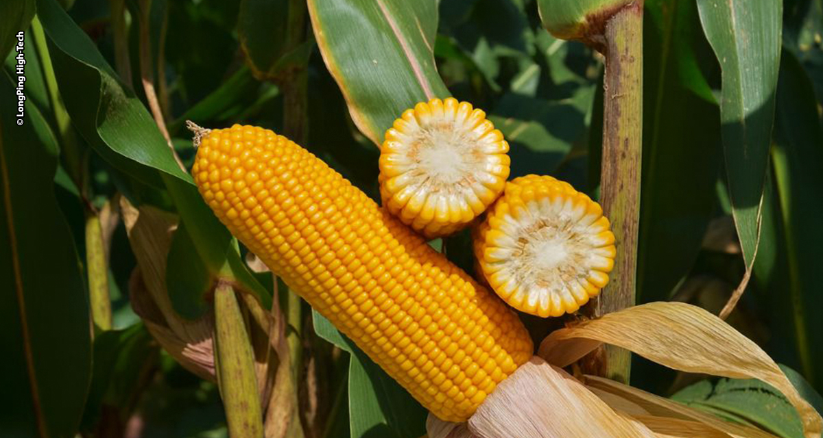 Forseed aposta no FS695 para liderar a nova fase da safrinha em Mato Grosso