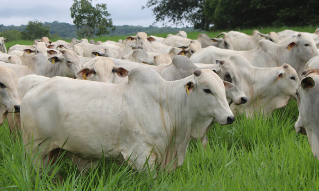 Valorização da arroba impulsiona investimentos em recuperação de pastagens