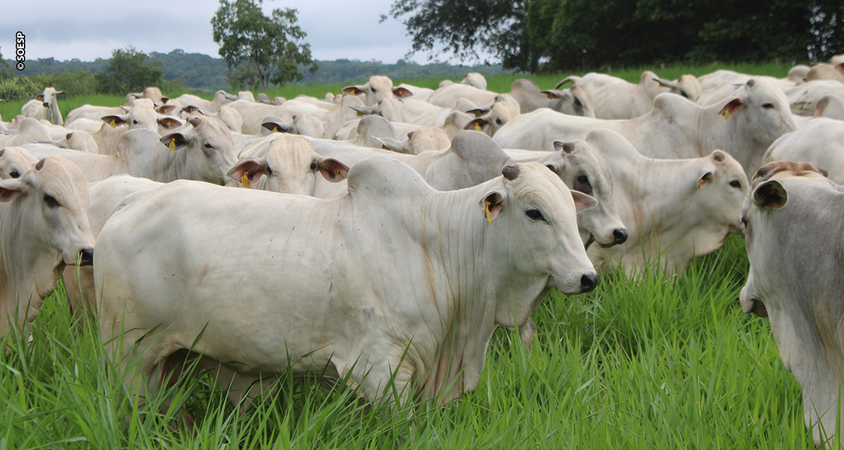 Valorização da arroba impulsiona investimentos em recuperação de pastagens