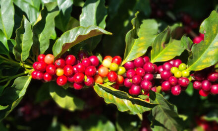 Biotecnologia eleva o café mineiro a outro patamar de produtividade e sustentabilidade