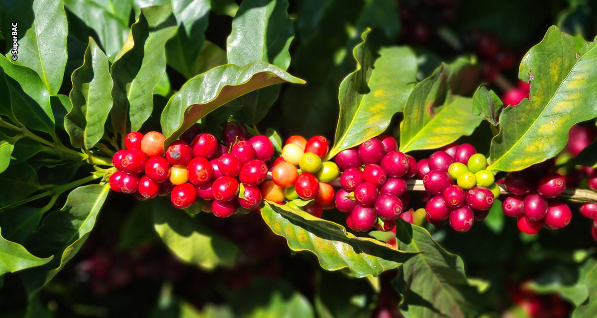Biotecnologia eleva o café mineiro a outro patamar de produtividade e sustentabilidade