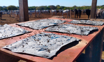 Controle eficaz das moscas domésticas começa com manejo integrado e boas práticas na fazenda