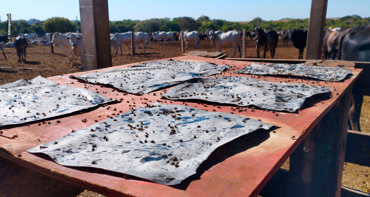 Controle eficaz das moscas domésticas começa com manejo integrado e boas práticas na fazenda