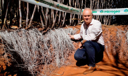 Produtor rompe barreira das 160 t/ha em cana-planta com manejo microbiológico de solo