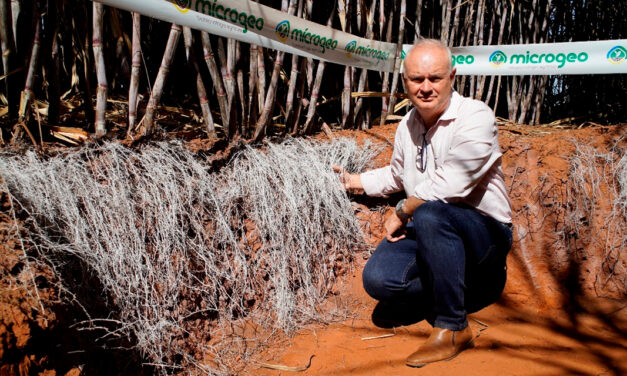 Produtor rompe barreira das 160 t/ha em cana-planta com manejo microbiológico de solo