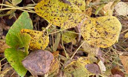 Cercospora: cuidados tardios podem comprometer produtividade da soja em até 20%