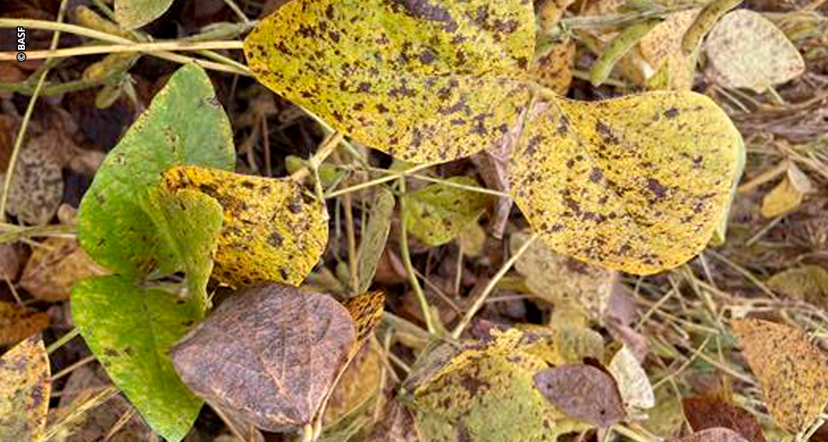 Cercospora: cuidados tardios podem comprometer produtividade da soja em até 20%