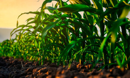 Bayer conecta digital e genética para transformar plantio de 2 milhões de hectares de milho por ano
