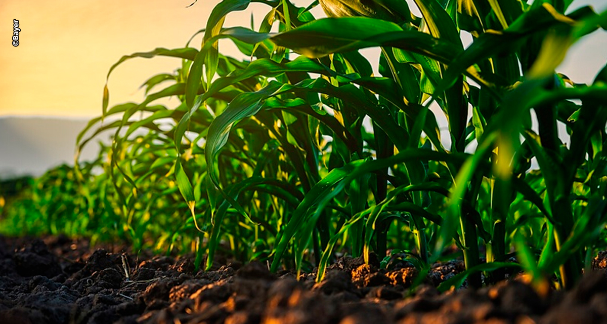 Bayer conecta digital e genética para transformar plantio de 2 milhões de hectares de milho por ano