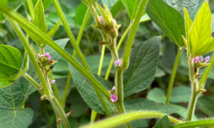 Florescimento da soja é etapa decisiva para uma boa colheita