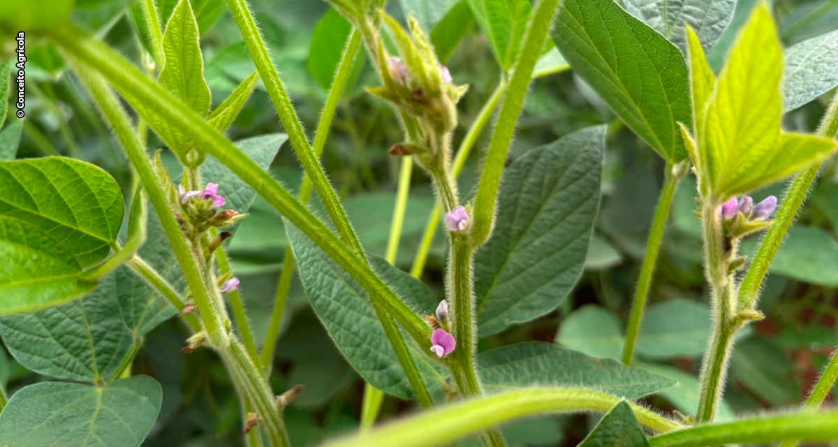 Florescimento da soja é etapa decisiva para uma boa colheita
