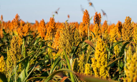 Corteva Agriscience lança híbrido tolerante ao pulgão para a cultura do sorgo na próxima safra