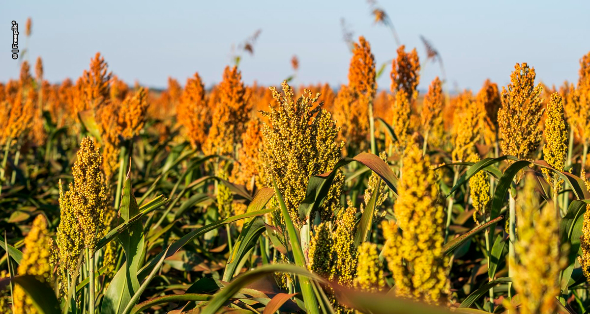 Corteva Agriscience lança híbrido tolerante ao pulgão para a cultura do sorgo na próxima safra