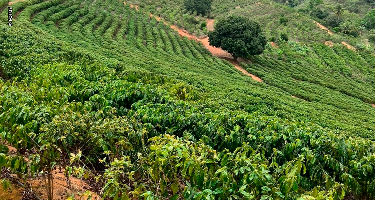 Drones impulsionam produtividade e sustentabilidade em fazenda de café capixaba