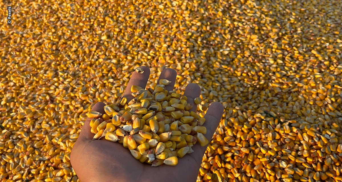 Estão abertas as inscrições para o Concurso de Produtividade do Milho Inverno