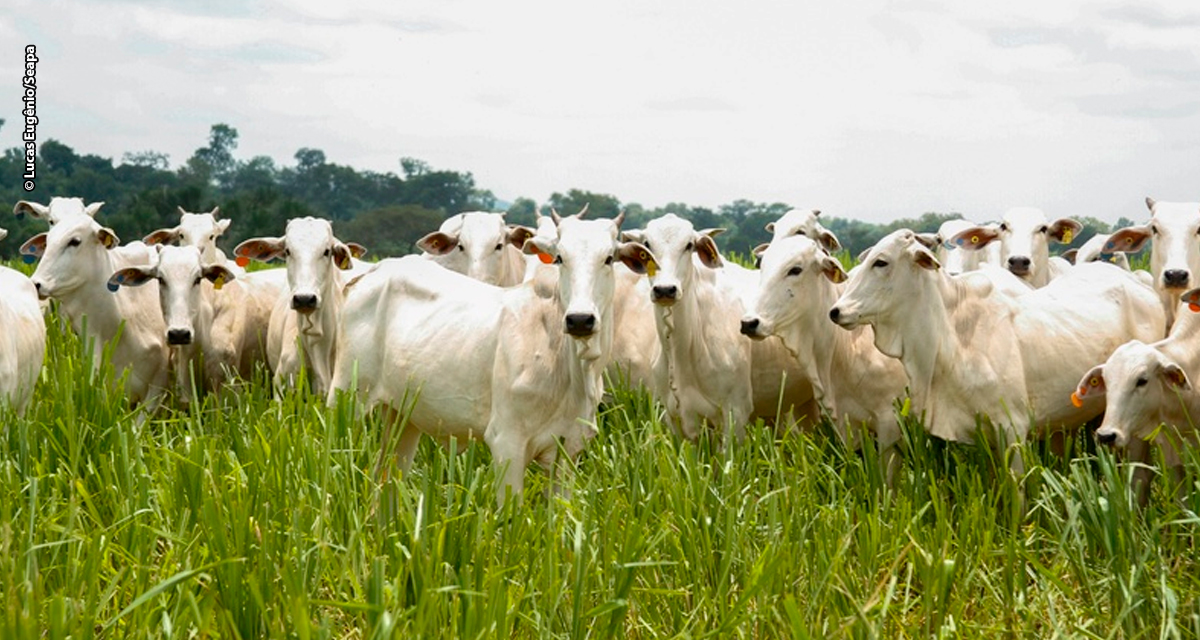 Produção agropecuária de 2025 consolida Goiás como liderança nacional
