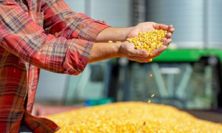 Produtividade do milho como chave para sucesso do agricultor: IHARA se une às principais consultorias do Brasil para o GETAP 2026