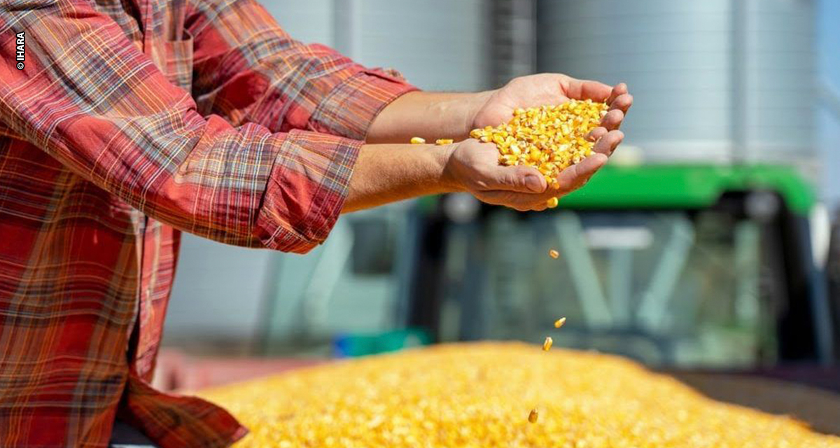 Produtividade do milho como chave para sucesso do agricultor: IHARA se une às principais consultorias do Brasil para o GETAP 2026