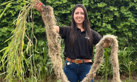 Gramíneas forrageiras se destacam como protagonistas na recuperação de solos compactados