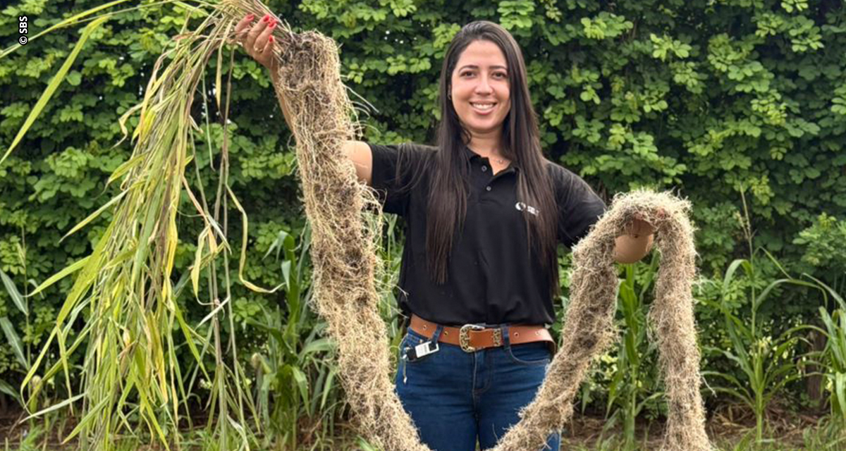 Gramíneas forrageiras se destacam como protagonistas na recuperação de solos compactados