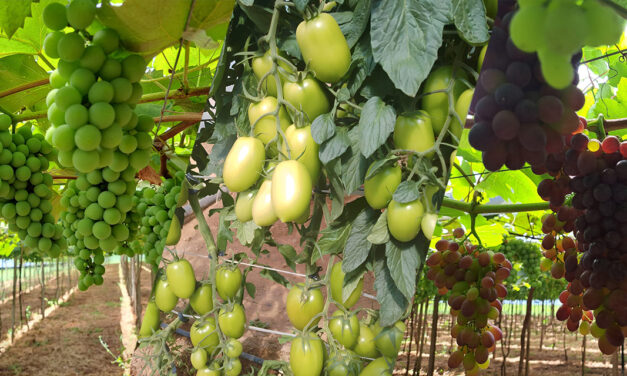 Bioinsumos avançam na hortifruticultura gaúcha e entram no manejo de tomate e uva