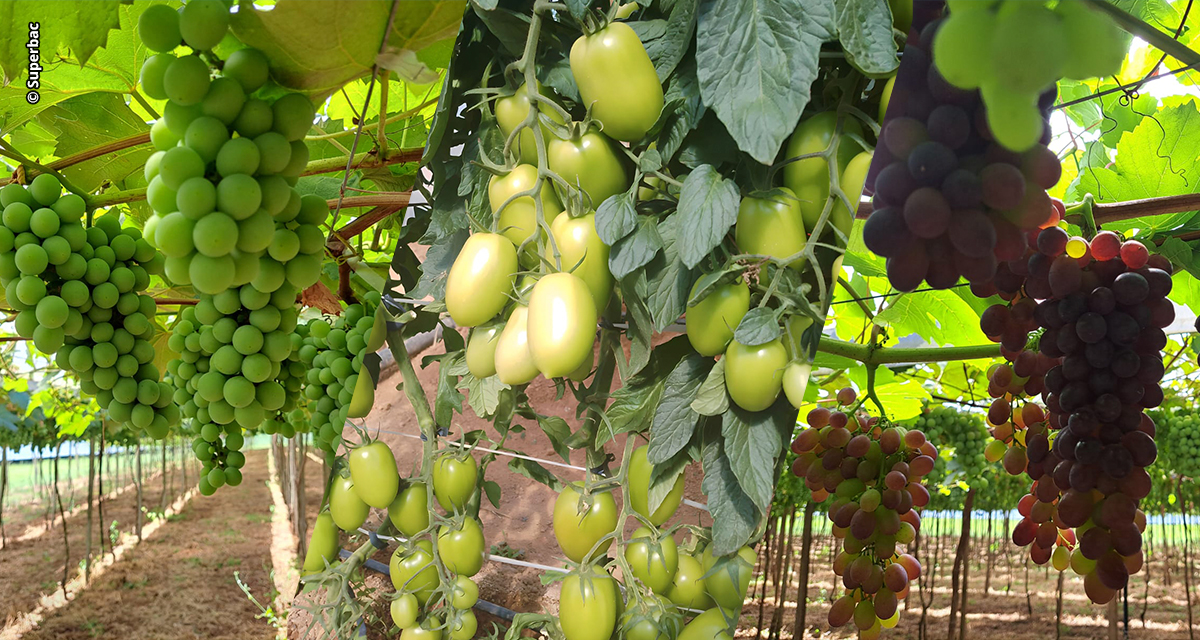 Bioinsumos avançam na hortifruticultura gaúcha e entram no manejo de tomate e uva