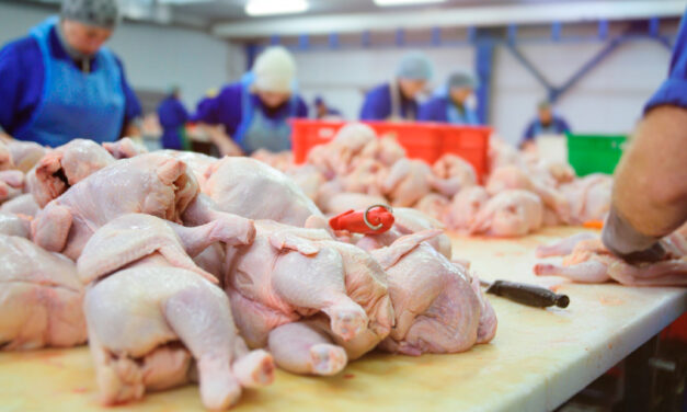 Exportações de carne de frango e de carne suína registram alta em janeiro