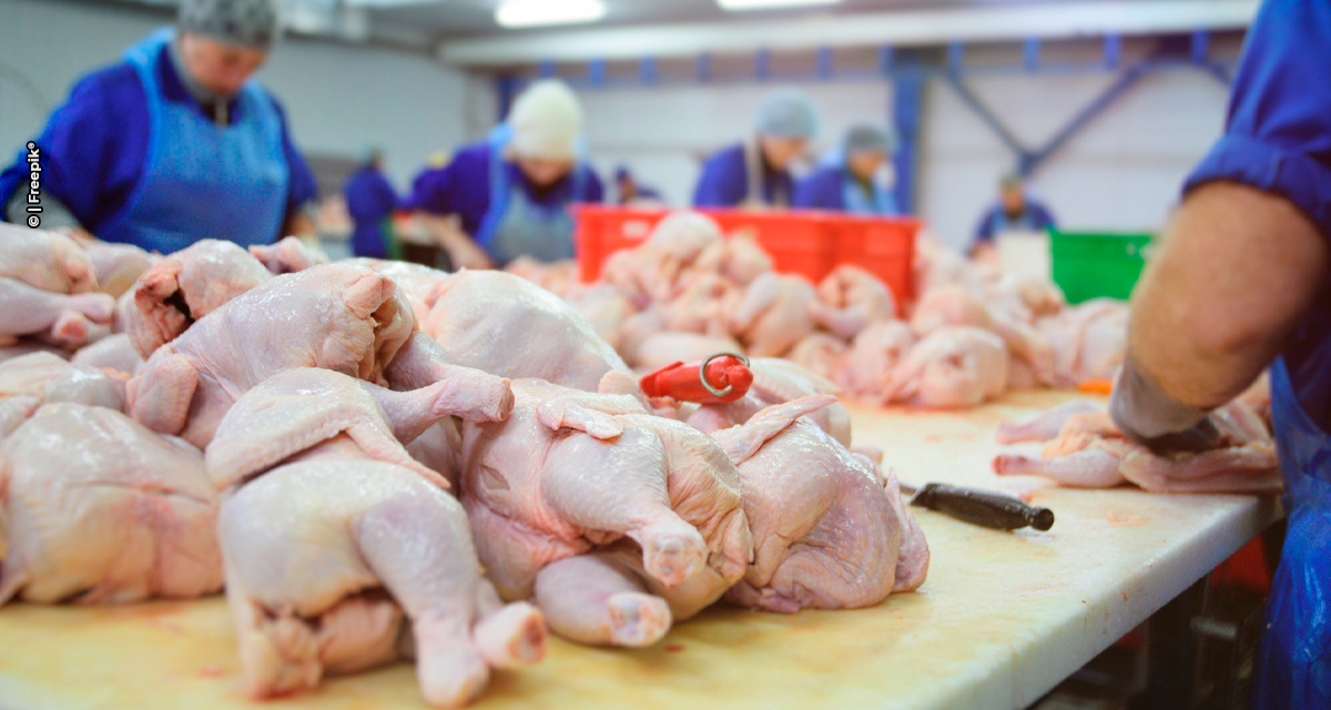 Exportações de carne de frango e de carne suína registram alta em janeiro