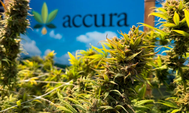 Accura lança escola para formar profissionais de Cannabis
