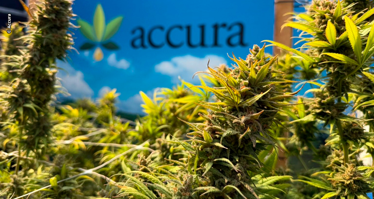 Accura lança escola para formar profissionais de Cannabis