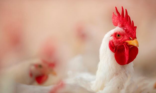 Minerais proteinatos potencializam produção de proteína animal eficiente e sustentável