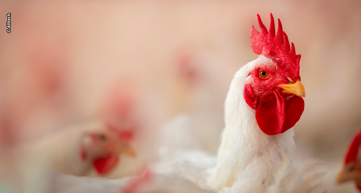Minerais proteinatos potencializam produção de proteína animal eficiente e sustentável