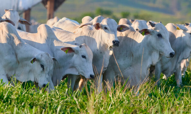 Solução nutricional maximiza ganho de peso de bovinos de corte com ROI de 9:1