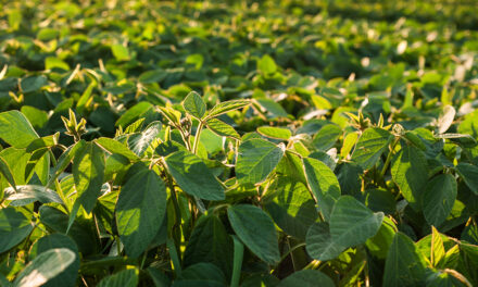 Novo biofungicida multissítio amplia controle de doenças foliares e reduz risco de surgimento de resistência em importantes culturas agrícolas