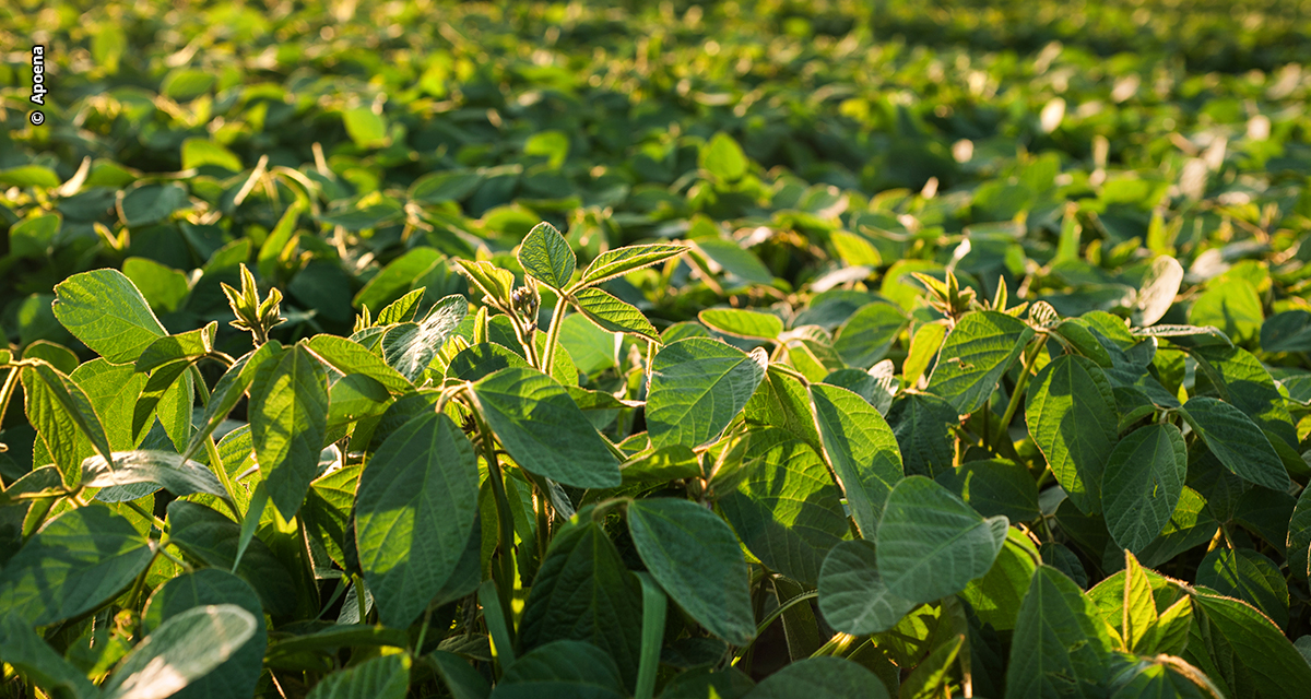 Novo biofungicida multissítio amplia controle de doenças foliares e reduz risco de surgimento de resistência em importantes culturas agrícolas