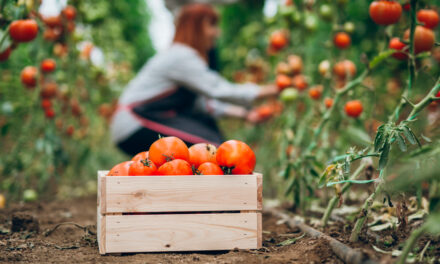 Produção de tomate supera recorde com 4,7 milhões de toneladas colhidas em 2025 mas enfrenta desafios