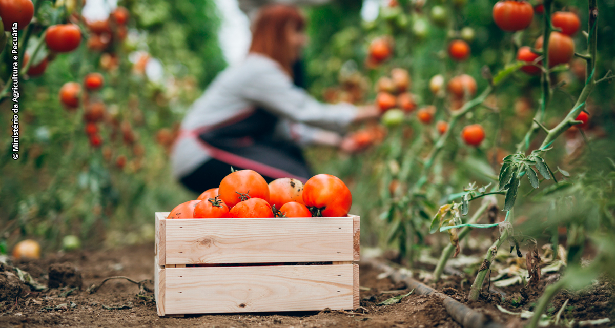 Produção de tomate supera recorde com 4,7 milhões de toneladas colhidas em 2025 mas enfrenta desafios