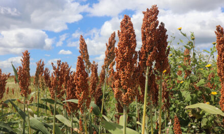 Getap lança premiação nacional para o sorgo e abre inscrições em meio à forte expansão da cultura no Brasil