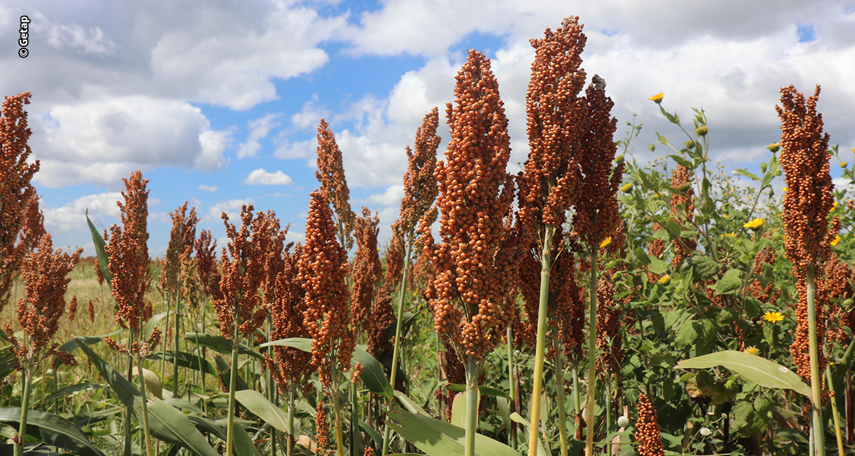Getap lança premiação nacional para o sorgo e abre inscrições em meio à forte expansão da cultura no Brasil