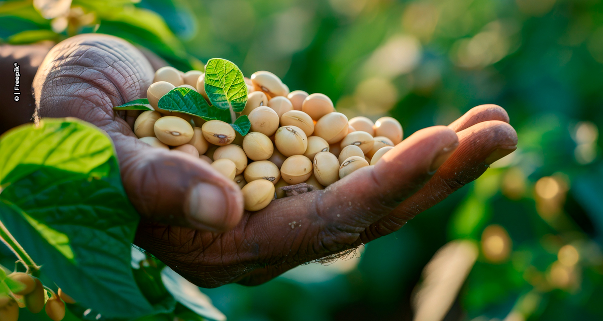 Safra recorde no Brasil e avanço do esmagamento mantêm mercado de soja em equilíbrio