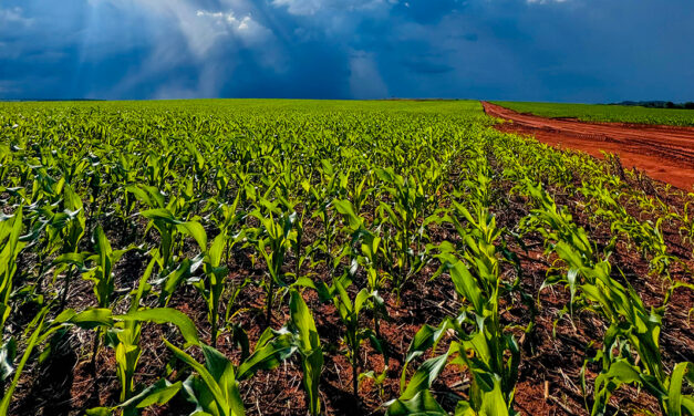 Soluções para nutrição e proteção são aliadas do produtor na safrinha do milho